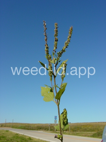 marshelder, annual
